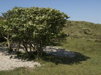 NL, Noord-Holland, Texel, Bollekamer 22, Saxifraga-Jan van der Straaten