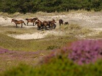 NL, Noord-Holland, Texel, Bollekamer 40, Saxifraga-Foto Fitis-Sytske Dijksen
