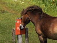 NL, Noord-Holland, Texel, Bollekamer 44, Saxifraga-Foto Fitis-Sytske Dijksen