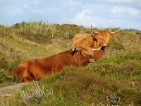 NL, Noord-Holland, Texel, Bollekamer 46, Saxifraga-Foto Fitis-Sytske Dijksen