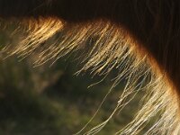 NL, Noord-Holland, Texel, Bollekamer 47, Saxifraga-Foto Fitis-Sytske Dijksen