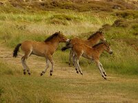 NL, Noord-Holland, Texel, Bollekamer 48, Saxifraga-Foto Fitis-Sytske Dijksen