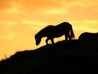 NL, Noord-Holland, Texel, Bollekamer 49, Saxifraga-Foto Fitis-Sytske Dijksen