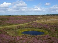 NL, Noord-Holland, Texel, Bollekamer 51, Saxifraga-Foto Fitis-Sytske Dijksen