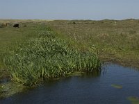 NL, Noord-Holland, Texel, Bollekamer 9, Saxifraga-Jan van der Straaten