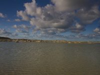 NL, Noord-Holland, Texel, De Cocksdorp 5, Saxifraga-Jan Nijendijk