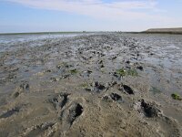 NL, Noord-Holland, Texel, De Cocksdorp 54, Saxifraga-Foto Fitis-Sytske Dijksen