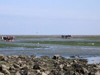 NL, Noord-Holland, Texel, De Cocksdorp 55, Saxifraga-Foto Fitis-Sytske Dijksen
