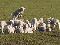 NL, Noord-Holland, Texel, De Hooge Berg 15, Saxifraga-Foto Fitis-Sytske Dijksen
