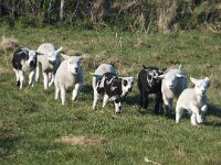 NL, Noord-Holland, Texel, De Hooge Berg 16, Saxifraga-Foto Fitis-Sytske Dijksen