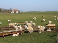 NL, Noord-Holland, Texel, De Hooge Berg 21, Saxifraga-Foto Fitis-Sytske Dijksen