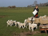 NL, Noord-Holland, Texel, De Hooge Berg 22, Saxifraga-Foto Fitis-Sytske Dijksen