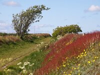 NL, Noord-Holland, Texel, De Hooge Berg 25, Saxifraga-Foto Fitis-Sytske Dijksen