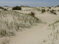 NL, Noord-Holland, Texel, De Hors 13, Saxifraga-Jan van der Straaten