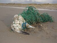 NL, Noord-Holland, Texel, De Hors 147, Saxifraga-Foto Fitis-Sytske Dijksen