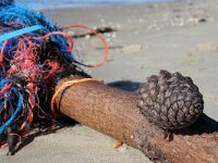 NL, Noord-Holland, Texel, De Hors 151, Saxifraga-Foto Fitis-Sytske Dijksen
