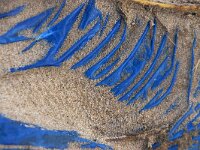 NL, Noord-Holland, Texel, De Hors 154, Saxifraga-Foto Fitis-Sytske Dijksen