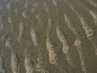 NL, Noord-Holland, Texel, De Hors 178, Saxifraga-Foto Fitis-Sytske Dijksen