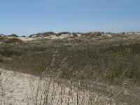 NL, Noord-Holland, Texel, De Hors 38, Saxifraga-Willem van Kruijsbergen