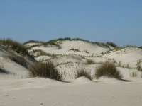 NL, Noord-Holland, Texel, De Hors 50, Saxifraga-Willem van Kruijsbergen