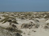 NL, Noord-Holland, Texel, De Hors 52, Saxifraga-Willem van Kruijsbergen