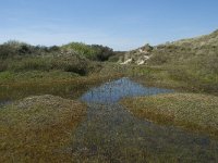 NL, Noord-Holland, Texel, De Horsmeertjes 10, Saxifraga-Willem van Kruijsbergen