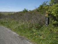 NL, Noord-Holland, Texel, De Horsmeertjes 11, Saxifraga-Willem van Kruijsbergen