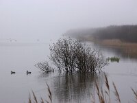 NL, Noord-Holland, Texel, De Horsmeertjes 17, Saxifraga-Foto Fitis-Sytske Dijksen