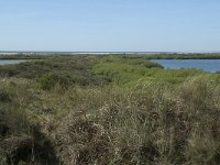 NL, Noord-Holland, Texel, De Horsmeertjes 2, Saxifraga-Willem van Kruijsbergen