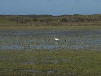 NL, Noord-Holland, Texel, De Muy 17, Saxifraga-Willem van Kruijsbergen