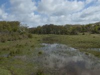 NL, Noord-Holland, Texel, De Muy 26, Saxifraga-Willem van Kruijsbergen