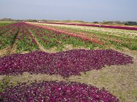 NL, Noord-Holland, Texel, De Naal 1, Saxifraga-Foto Fitis-Sytske Dijksen