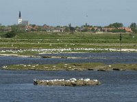 NL, Noord-Holland, Texel, De Petten 1, Saxifraga-Jan van der Straaten