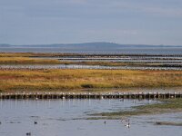 NL, Noord-Holland, Texel, De Schorren 8, Saxifraga-Foto Fitis-Sytske Dijksen