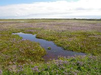 NL, Noord-Holland, Texel, De Slufter 13, Foto Fitis-Sytske Dijksen