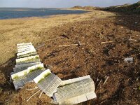 NL, Noord-Holland, Texel, De Slufter 141, Saxifraga-Foto Fitis-Sytske Dijksen