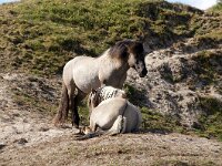 NL, Noord-Holland, Texel, De Slufter 144, Saxifraga-Foto Fitis-Sytske Dijksen