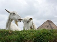 NL, Noord-Holland, Texel, De Waddel 1, Saxifraga-Foto Fitis-Sytske Dijksen