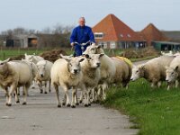 NL, Noord-Holland, Texel, Den Hoorn 15, Saxifraga-Foto Fitis-Sytske Dijksen