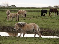 NL, Noord-Holland, Texel, Doolhof 3, Saxifraga-Foto Fitis-Sytske Dijksen