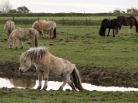 NL, Noord-Holland, Texel, Doolhof 4, Saxifraga-Foto Fitis-Sytske Dijksen