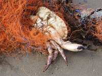 NL, Noord-Holland, Texel, Eierlandse Dam 2, Saxifraga-Foto Fitis-Sytske Dijksen