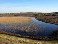 NL, Noord-Holland, Texel, Eierlandse Duinen, Mandenvallei 1, Saxifraga-Foto Fitis-Sytske Dijksen