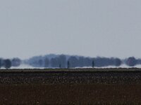 NL, Noord-Holland, Texel, Fata morgana, Eierlandse Polder 1, Saxifraga-Foto Fitis-Sytske Dijksen