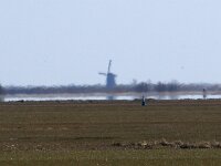 NL, Noord-Holland, Texel, Fata morgana, Eierlandse Polder 2, Saxifraga-Foto Fitis-Sytske Dijksen