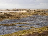 NL, Noord-Holland, Texel, Groene Strand, Horsvallei 1, Saxifraga-Foto Fitis-Sytske Dijksen
