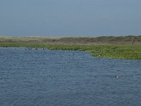 NL, Noord-Holland, Texel, Groote Vlak 1, Saxifraga-Willem van Kruijsbergen