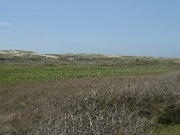 NL, Noord-Holland, Texel, Groote Vlak 7, Saxifraga-Willem van Kruijsbergen