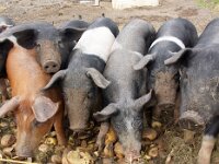 NL, Noord-Holland, Texel, Hemmerkooi 10, Saxifraga-Foto Fitis-Sytske Dijksen