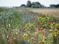 NL, Noord-Holland, Texel, Hemmerkooi 4, Saxifraga-Foto Fitis-Sytske Dijksen